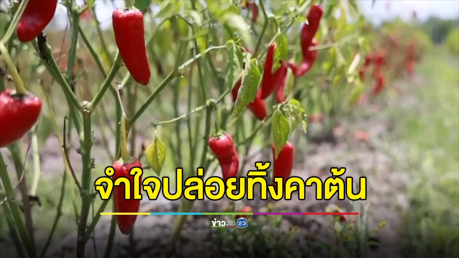 ชาวสวนพริกระทม ราคาตกต่ำจนจำใจปล่อยทิ้งคาต้น