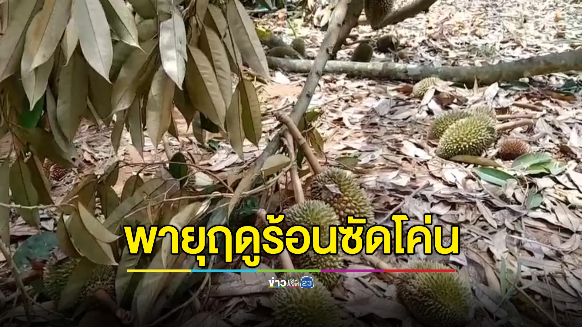พายุฤดูร้อนถล่มสุโขทัย ลมแรงซัดต้นทุเรียนโค่นทั้งที่กำลังจะตัดขายเสียหายหนัก