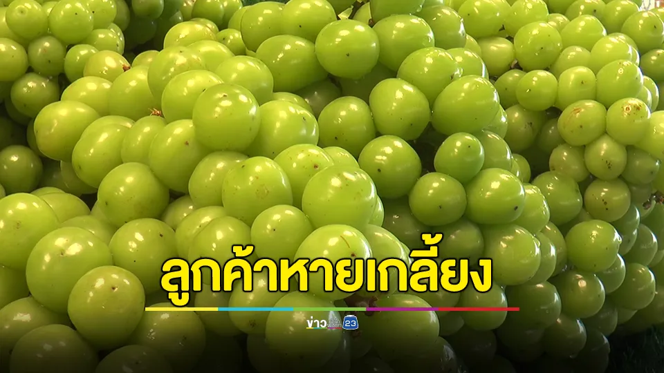 แม่ค้าผลไม้โอด! องุ่นไชน์มัสแคทขายไม่ออก หลังมีข่าวตรวจพบสารพิษตกค้าง ลูกค้าหายเกลี้ยง ต้องลดราคาขายลงกว่า 70%