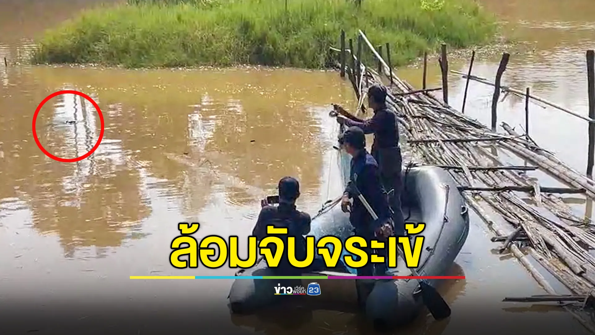 ทีมไกรทอง จับ"เจ้าตุ่ย" จระเข้หลุดบ่อหลังวัดกัลยาณบริหาร เมืองน้ำดำ 