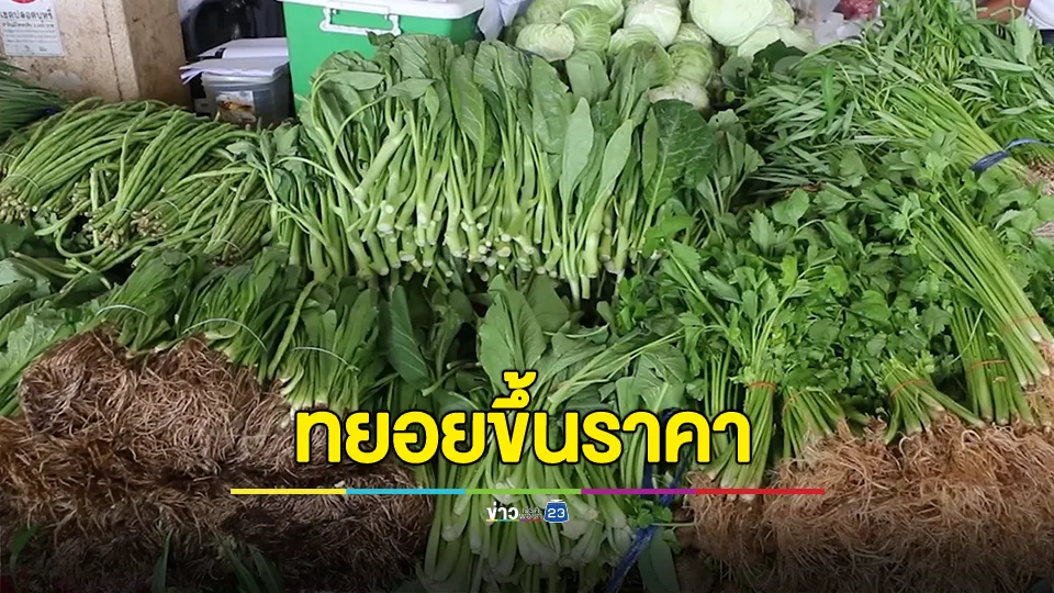 ฝนตกทั่วไทย แปลงผักได้รับความเสียหาย คะน้า-มะละกอ ปรับราคาจำหน่ายขึ้น