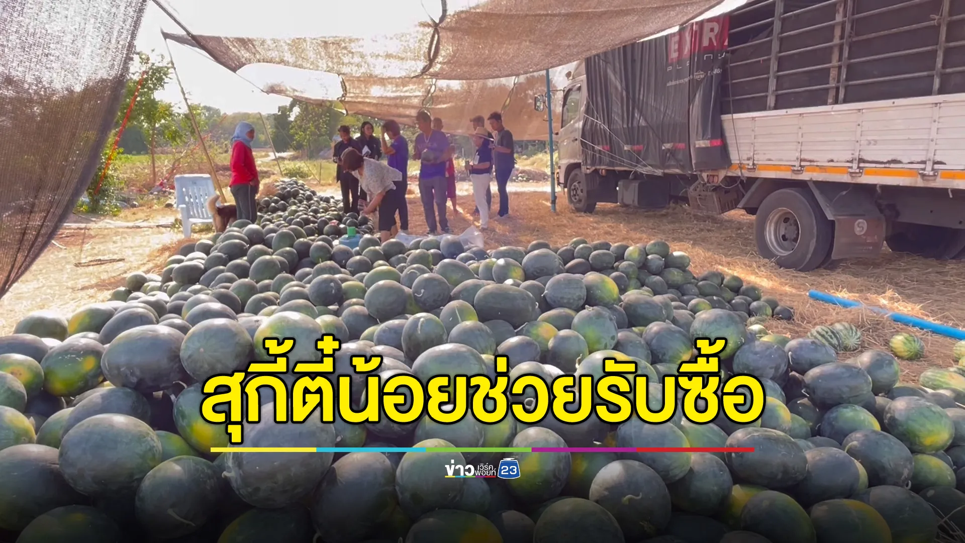 เกษตรกรแตงโมชัยนาทยิ้มออก "สุกี้ตี๋น้อย"ช่วยรับซื้อวันละ 10 ตันจนกว่าจะหมดฤดูกาลผลิต