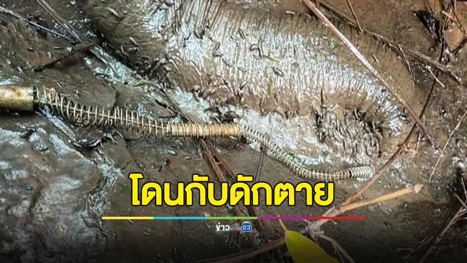 สลด! พบช้างป่าเพศผู้ ปลายงวงถูกกับดักสัตว์รัดจนตาย 