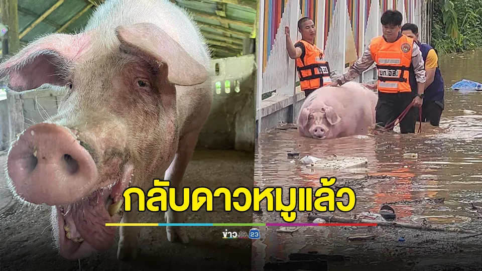 เพจคนรักสุนัขและแมว-เชียงรายแจ้ง "บำเรอ" หมูที่รอดจากน้ำท่วมมา 4 ครั้ง ตายแล้ว