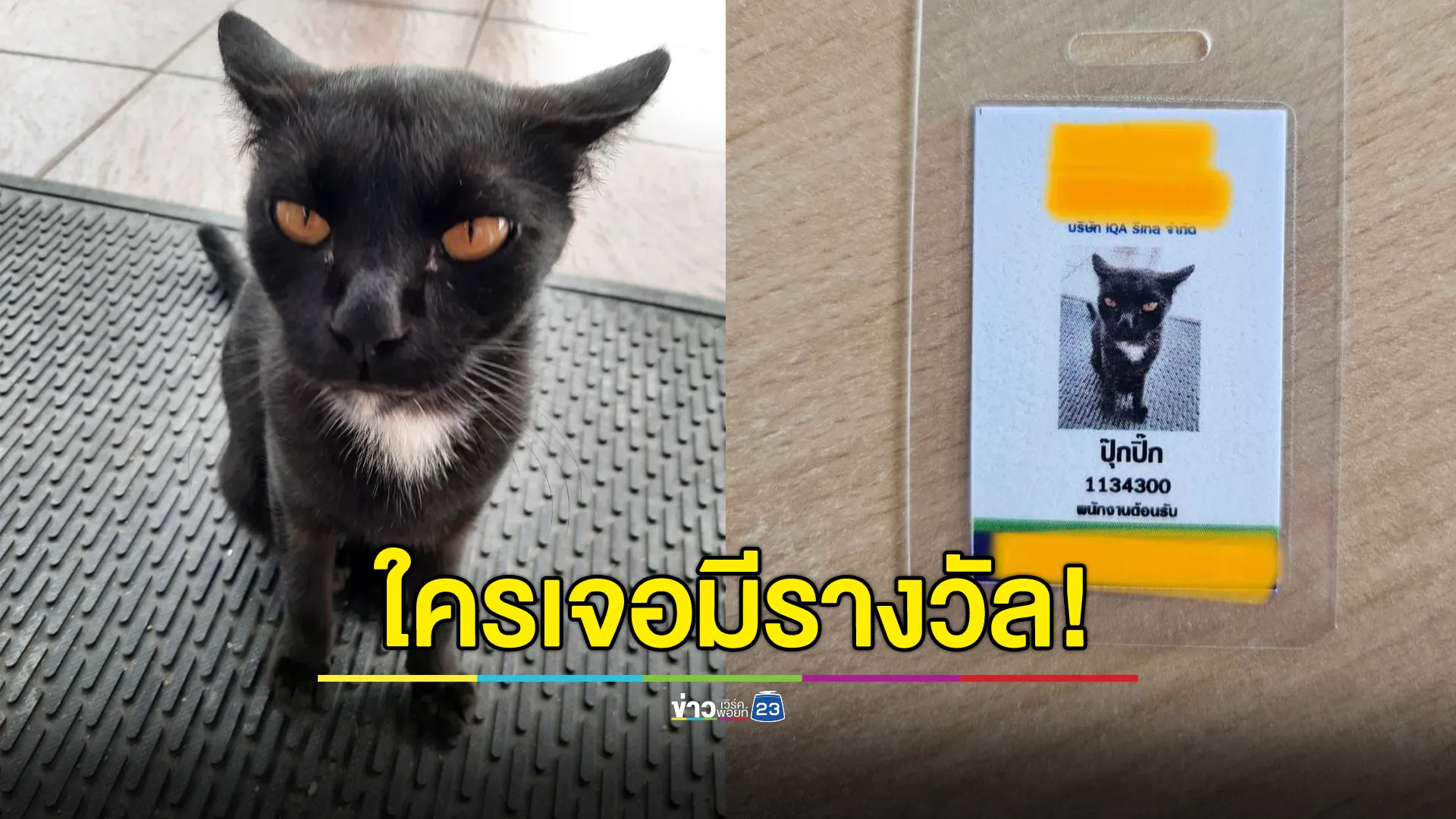 ประกาศตามหา"น้องปุ๊กปิ๊ก"แมวดำ พนักงานร้านสะดวกซื้อในปั๊ม