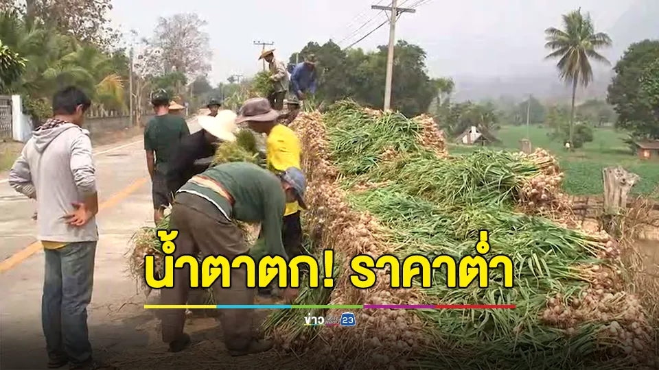 น้ำตาตก! กระเทียมราคาต่ำ