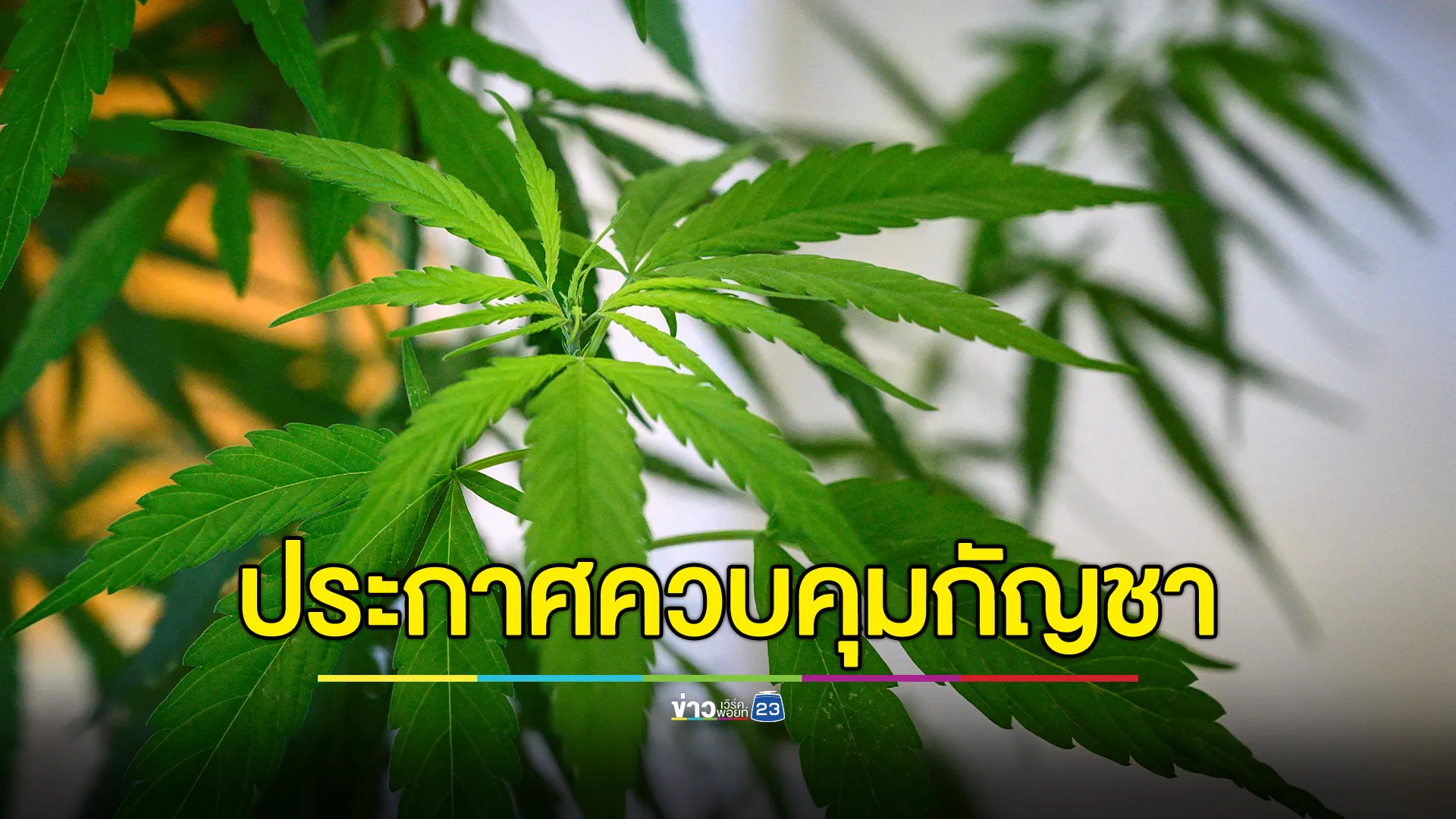 ไม่เสรีแล้ว! พรรคเพื่อไทยประกาศควบคุม"กัญชา"