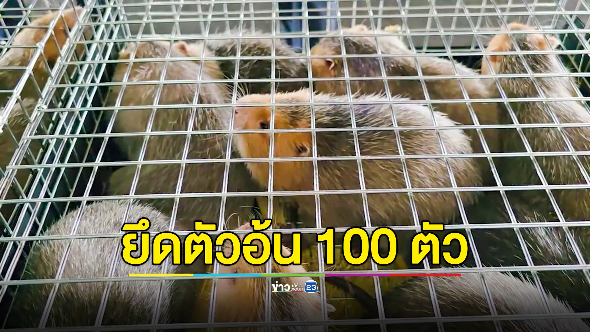 ตรวจยึด "ตัวอ้น" 100 ตัว เตรียมส่งข้ามไปลาว