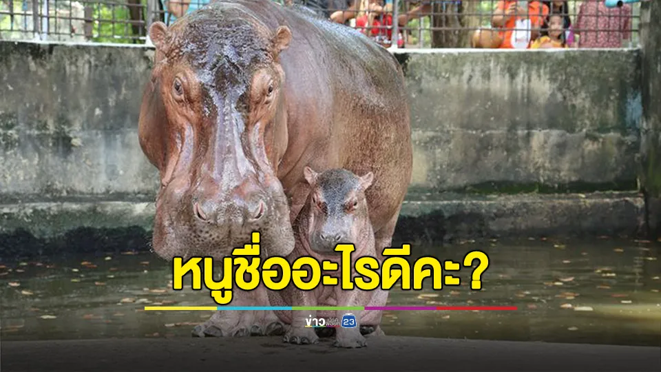 ชวนโหวตตั้งชื่อน้องฮิปโปโปเตมัสเกิดใหม่ ลำดวน , ศรีเกษ , สาวศรี , หอมแดง และหมูกระเทียม