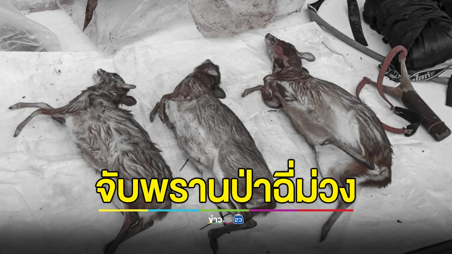 จับพรานป่าเสพยาล่ากระจง พร้อมของกลาง อีกคนหนีไปได้