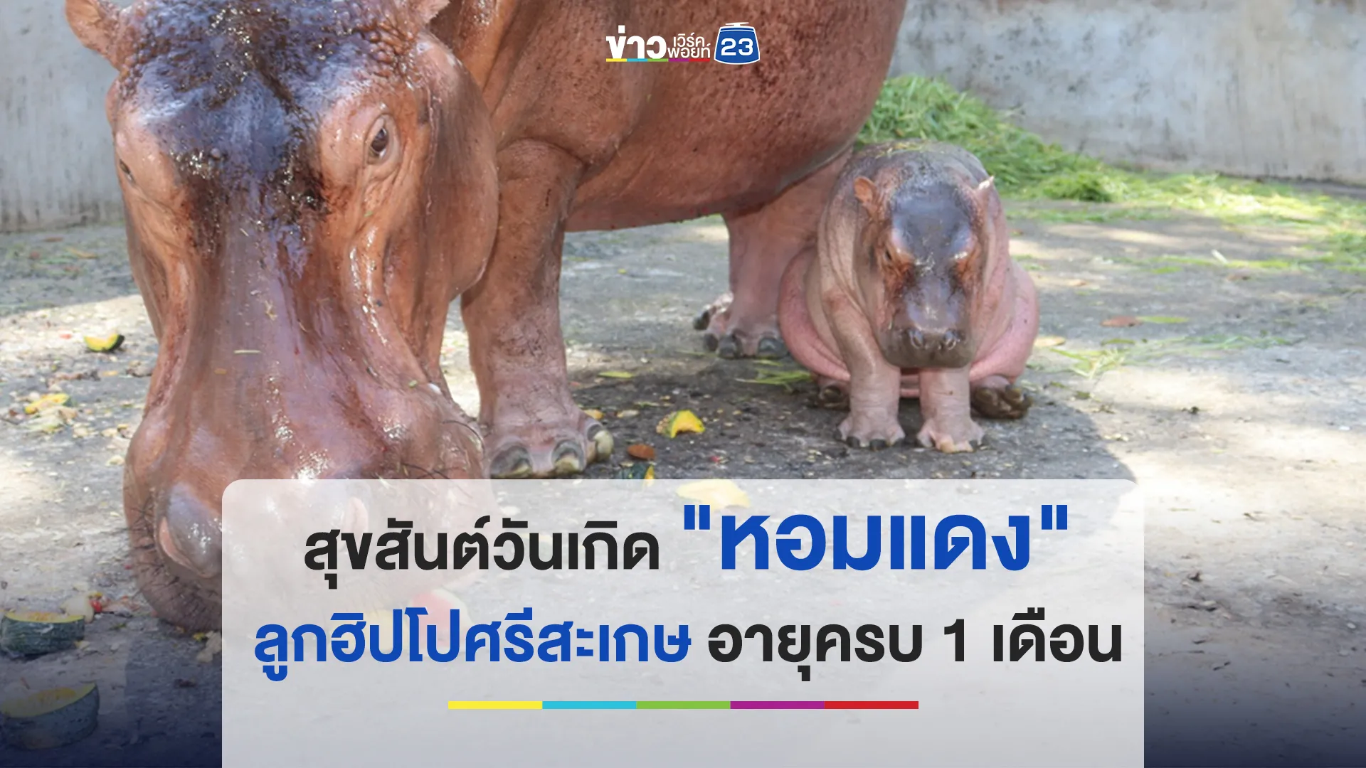 สุขสันต์วันเกิด "หอมแดง" ลูกฮิปโปศรีสะเกษ อายุครบ 1 เดือน