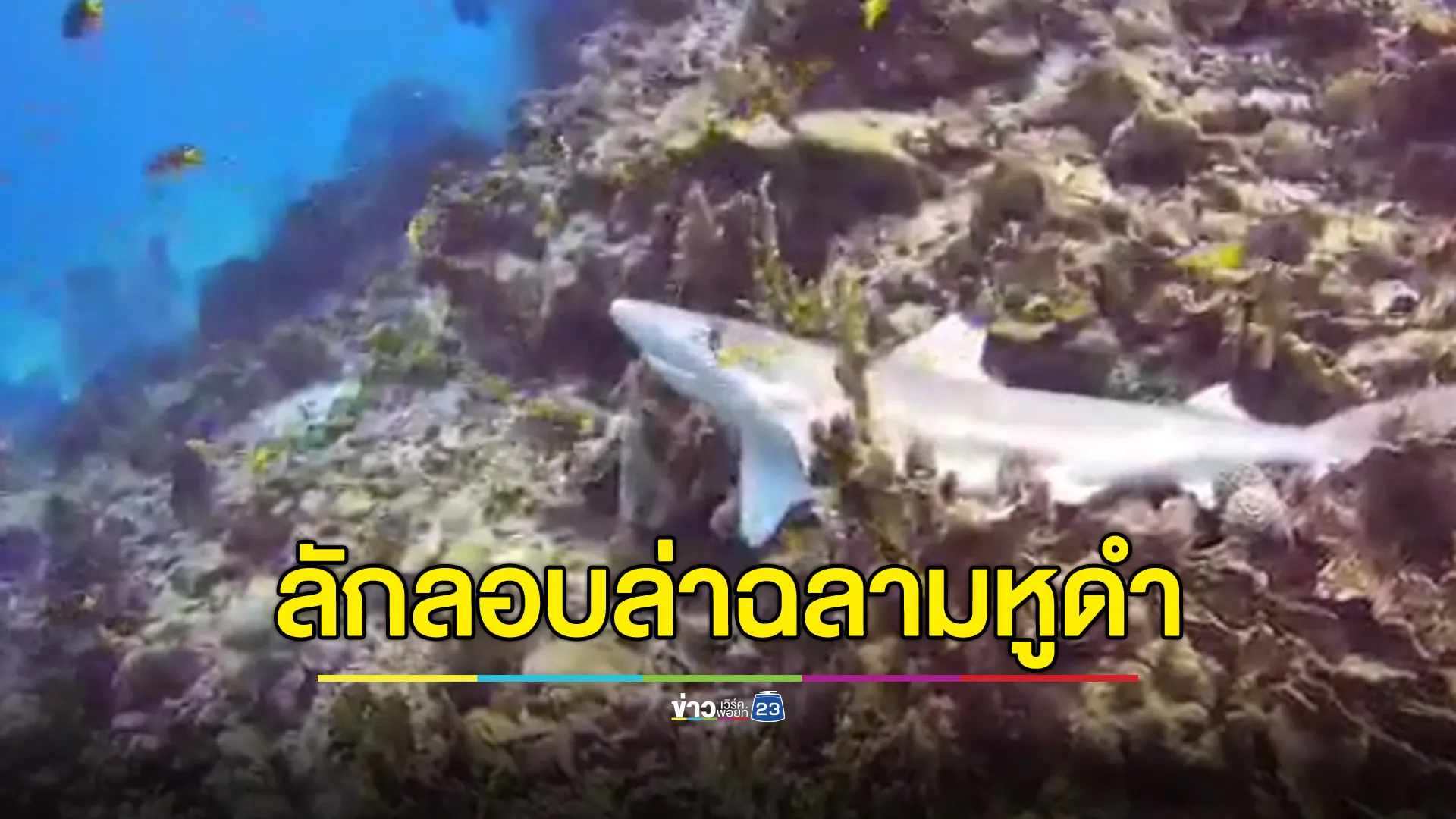 จับตา! ลักลอบล่า"ฉลามหูดำ" เกาะห้า จนท.ตั้งศูนย์ฯ ดูแล 24 ชม.