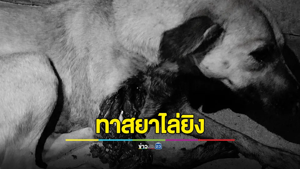 ทาสยาขี่จยย.ไล่ยิงหมา เลือดและเนื้อแตกกระจาย