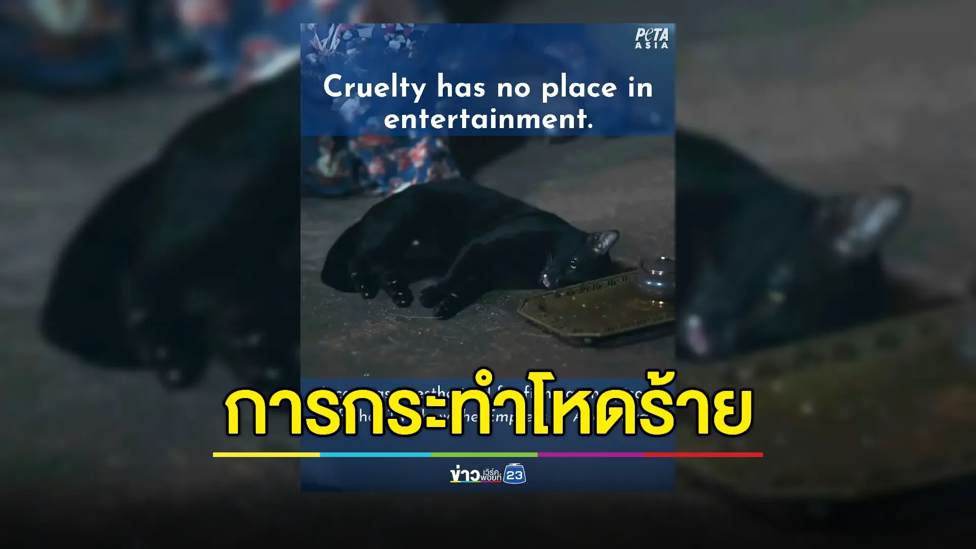 "PETA Asia" เคลื่อนไหว ปมวางยาสลบแมวดำในละครดัง