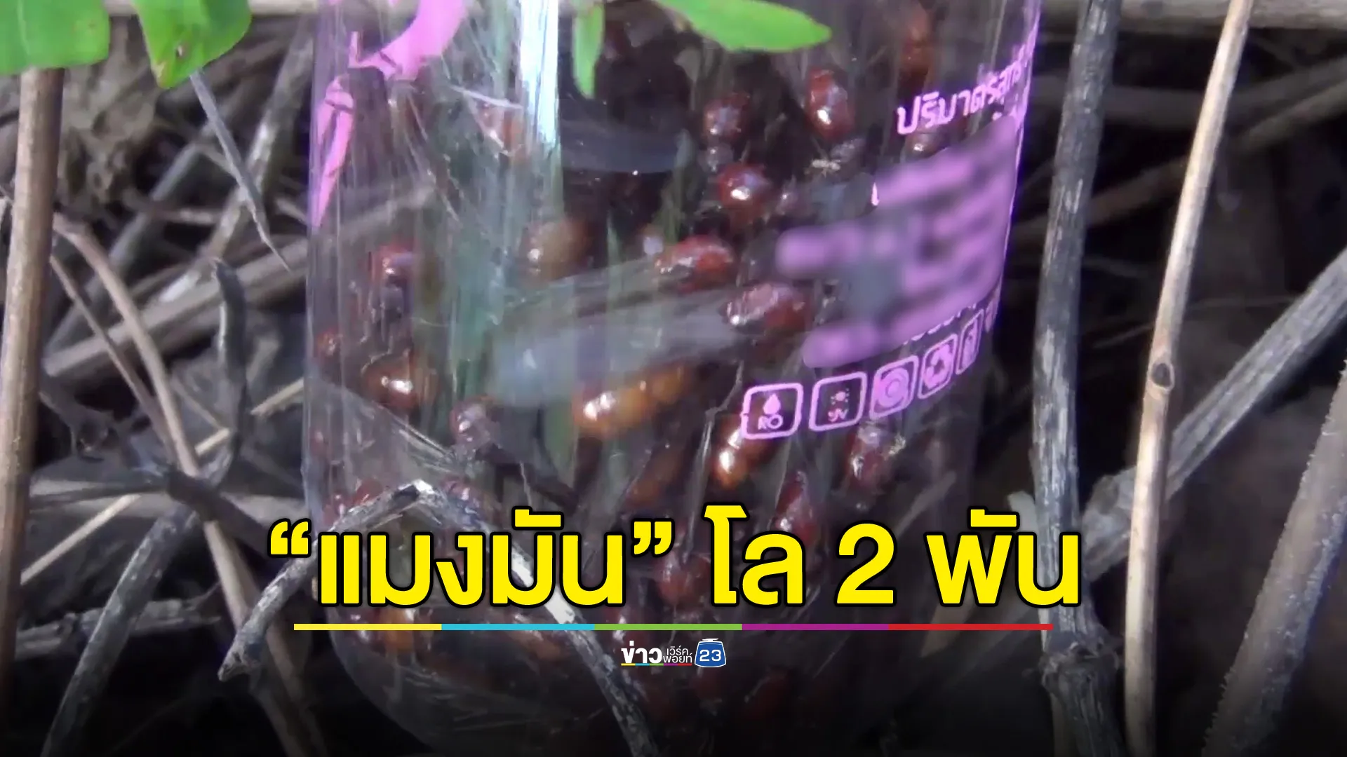 หนึ่งปีมีครั้งเดียว! แห่เก็บแมงมัน กก.ละ 2,000 บาท
