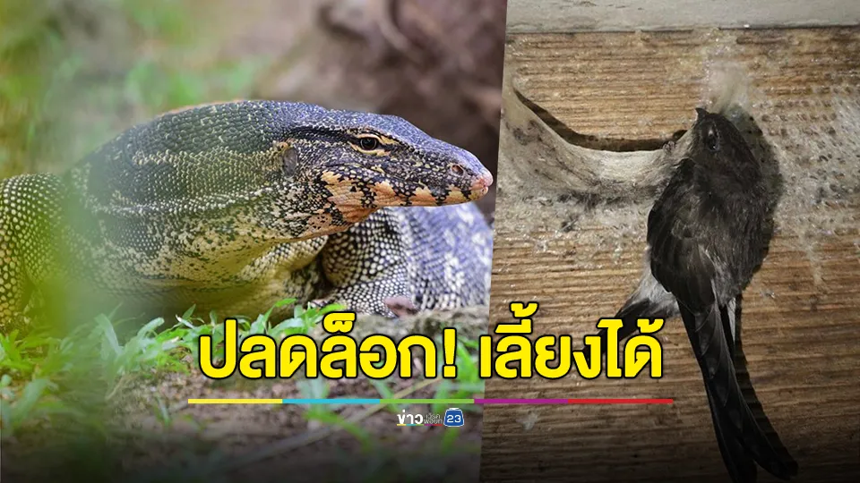 ปลดล็อก! "ตัวเงินตัวทอง-นกแอ่นกินรัง" สามารถเลี้ยงเพื่อประโยชน์ทางเศรษฐกิจได้