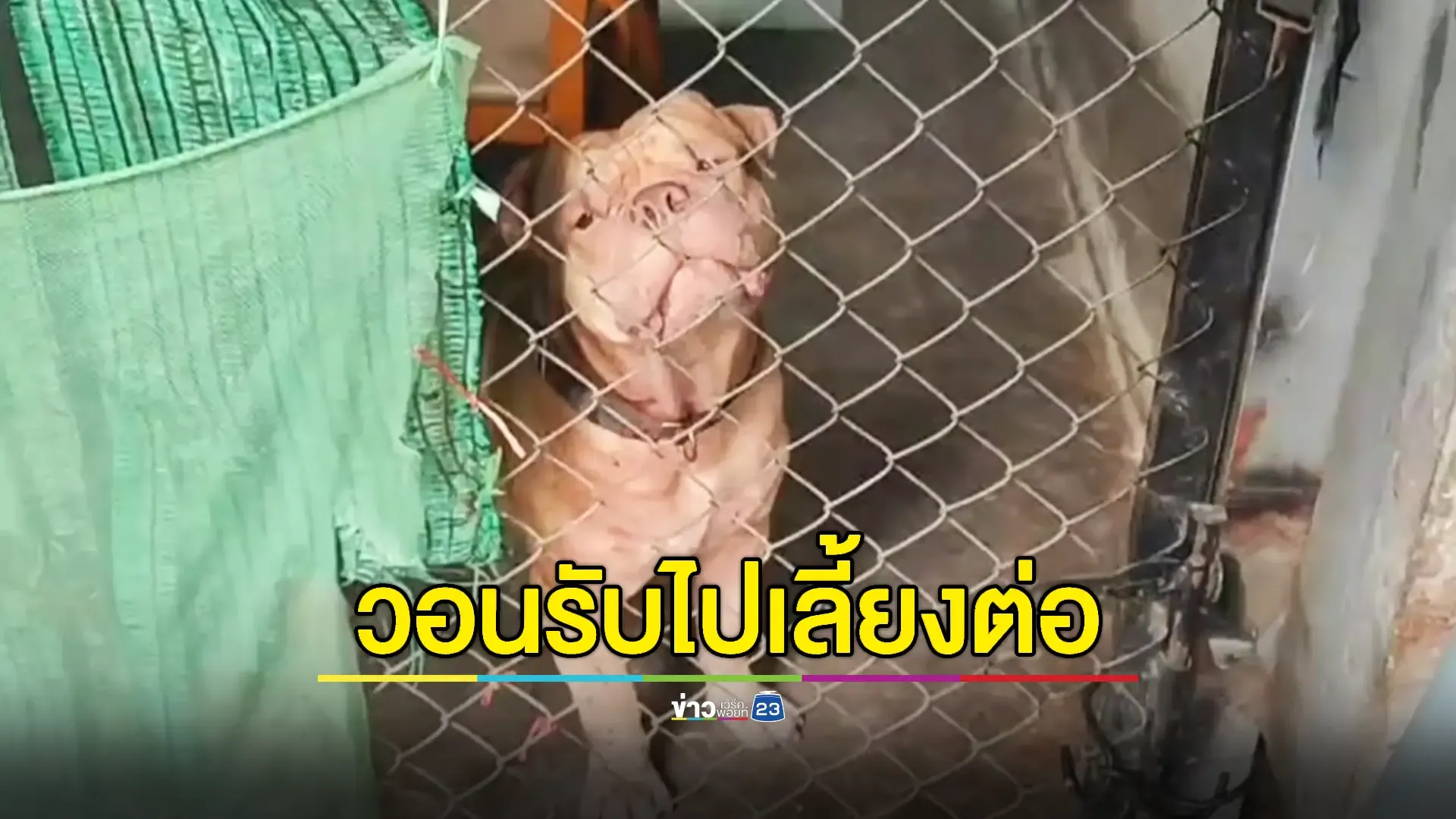 สลด 'พิตบูล'หลุดกรงขย้ำป้าวัย 67 ปี จมกองเลือดเสียชีวิต