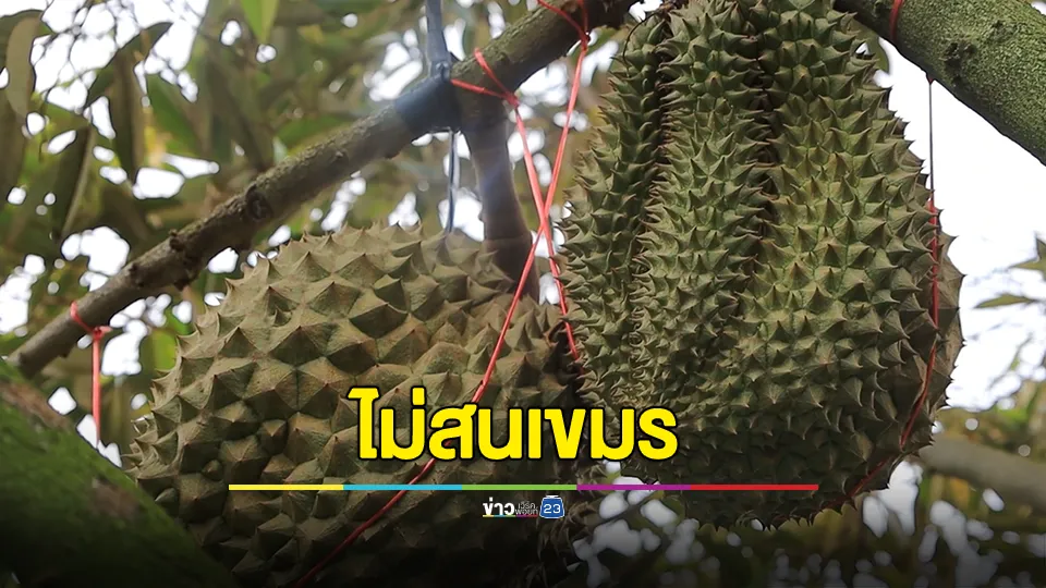 เกษตรกรไม่สนเขมรห้ามผลไม้เข้า ผู้ว่าสั่งพาณิชย์ขายพื้นที่จำหน่าย
