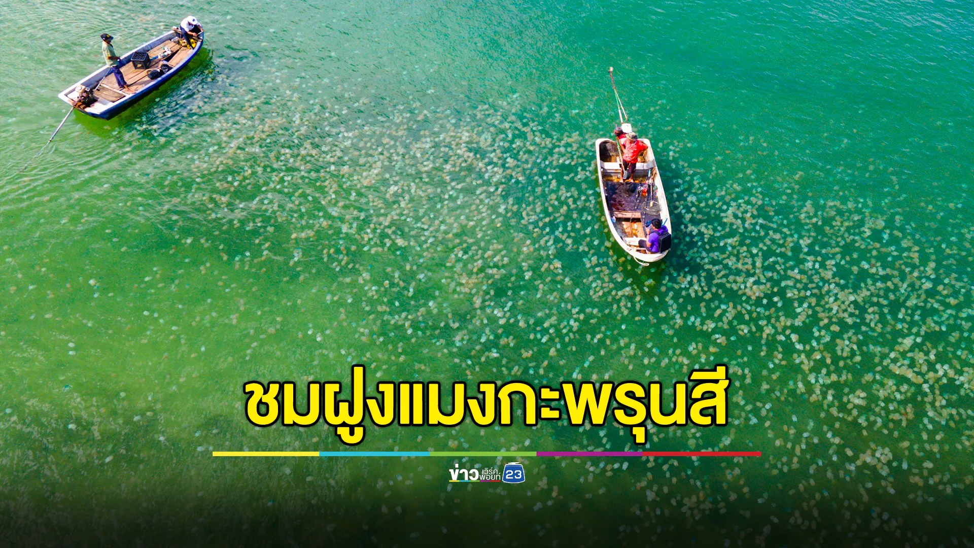 ชวนมาชม! ฝูงแมงกะพรุนหลากสีนับล้าน หน้าชายหาดบ้านคลองสน แหลมกลัด