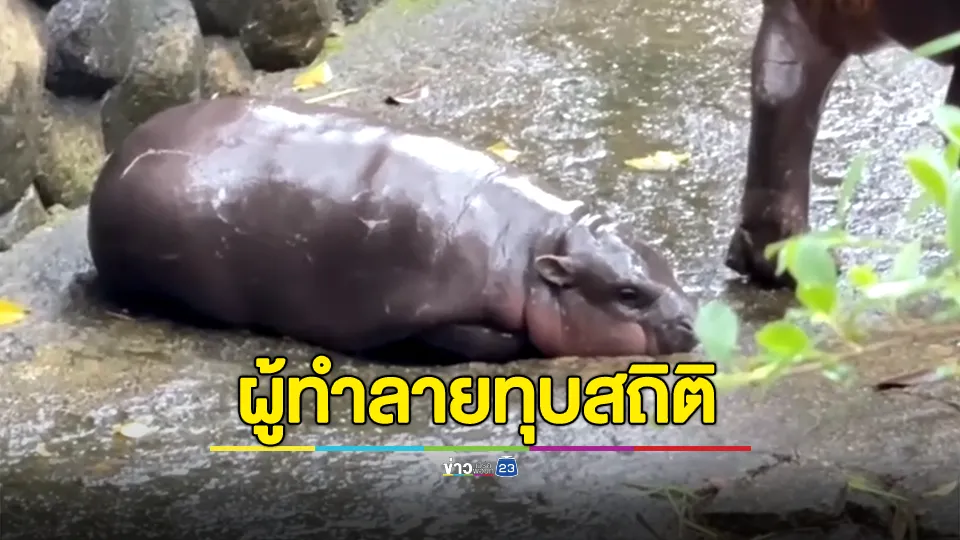 "น้องหมูเด้ง" ผู้ทำลายทุบสถิติ ล่าสุดพิชิตยอดจำหน่ายบัตรจากนักท่องเที่ยวสูงสุดเป็นประวัติการณ์ 