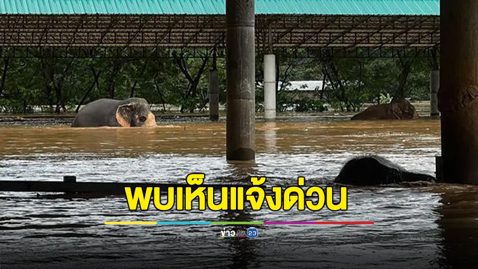 ช้าง-วัว-ควาย ศูนย์ฯแม่แตงได้ไหลไปตามน้ำทางอุโมงค์ ท่านใดพบเห็นแจ้งด่วน