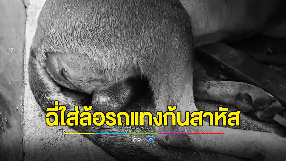 สะเทือนใจ! หมาฉี่ใส่ล้อรถ หนุ่มใช้มีดแทงก้น 6 แผล ฉี่เป็นเลือด 