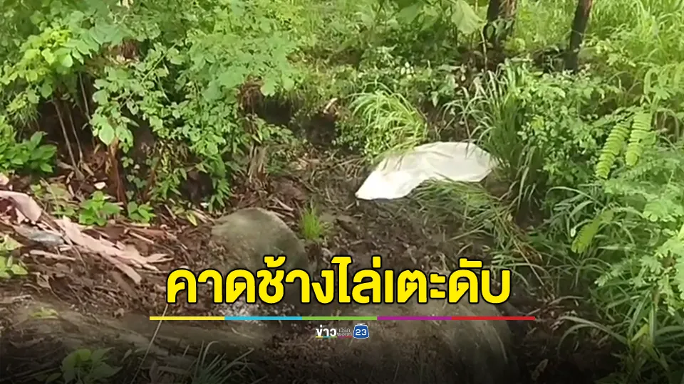 ชายออกหาอึ่ง คาดถูกช้างไล่เตะดับคาที่
