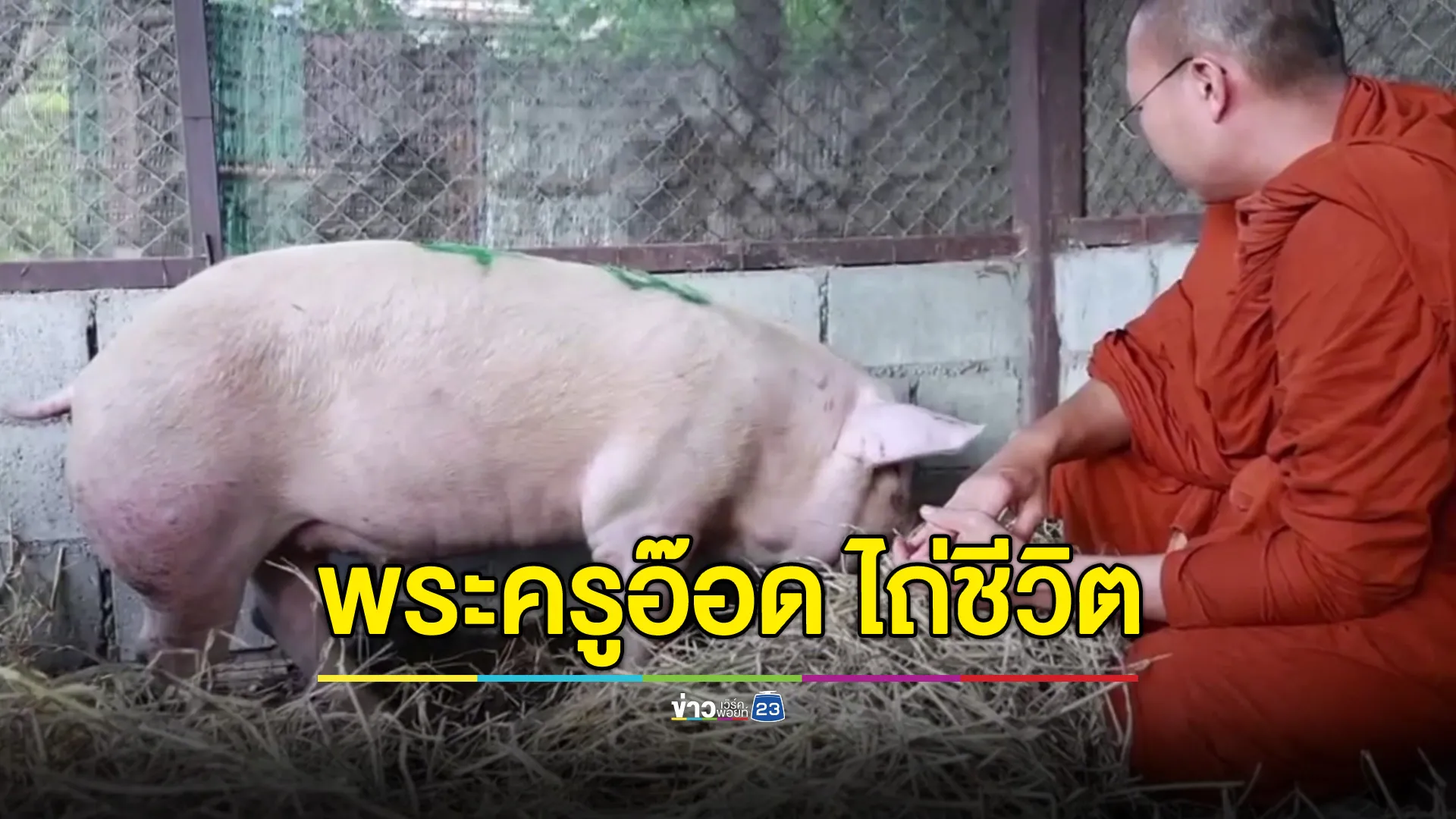ชีวิตใหม่หมูดวงแข็ง! หนีตายจากโรงเชือด "พระครูอ๊อด" ไถ่ชีวิต 8,990 บาท