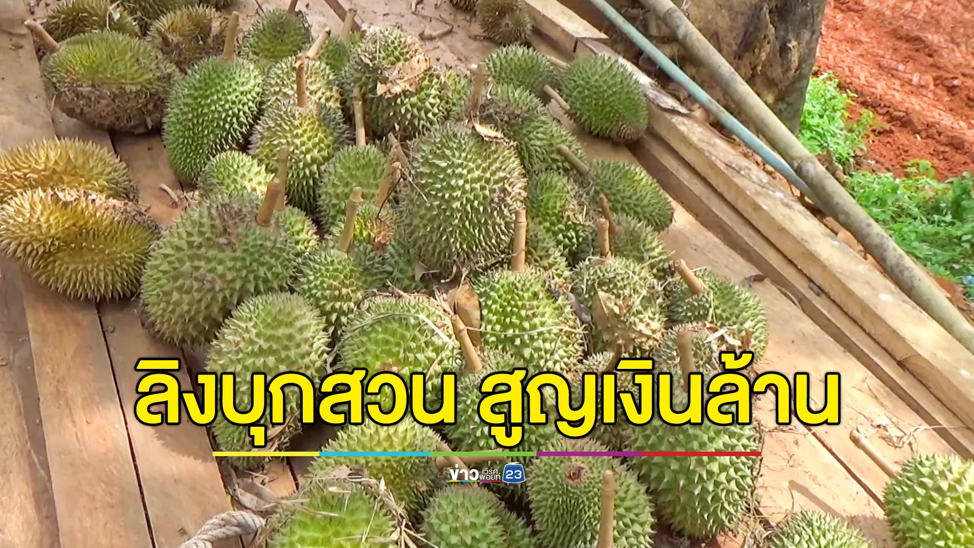 ชาวสวนทุเรียนที่สตูลเดือดร้อน ฝูงลิงนับพันบุกทำลายผลผลิต 