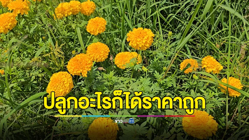 สุดเศร้าชาวนาหนีข้าวถูกหันมาปลูกดาวเรืองส่งขาย กลับได้แค่ดอกละ 10 สตางค์ 