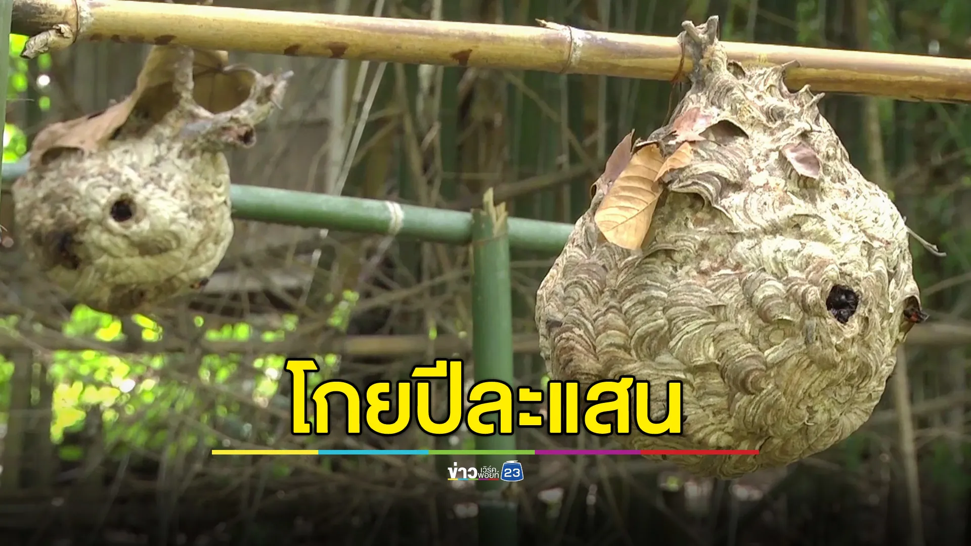 เปิดรายได้อาชีพเสี่ยงตาย เลี้ยงต่อหัวเสือขาย บางรายโกยปีละเป็นแสน