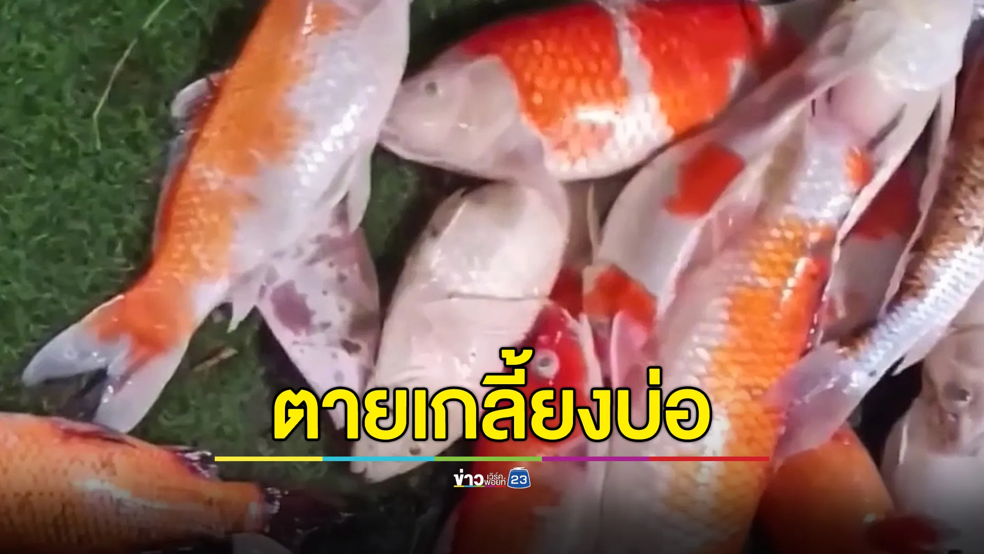 ดราม่า หนุ่มโวย การไฟฟ้าตัดไฟ ปลาคาร์ปตายเกลี้ยง 22 ตัว 