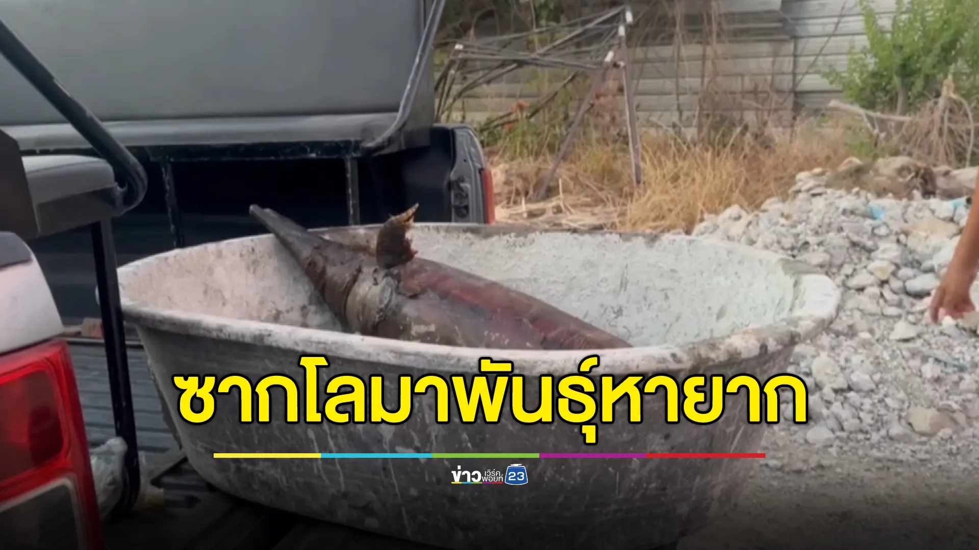 พบซาก"โลมาแคระกระโดด"พันธุ์หายากเกยตื้นคลองบางนาง 