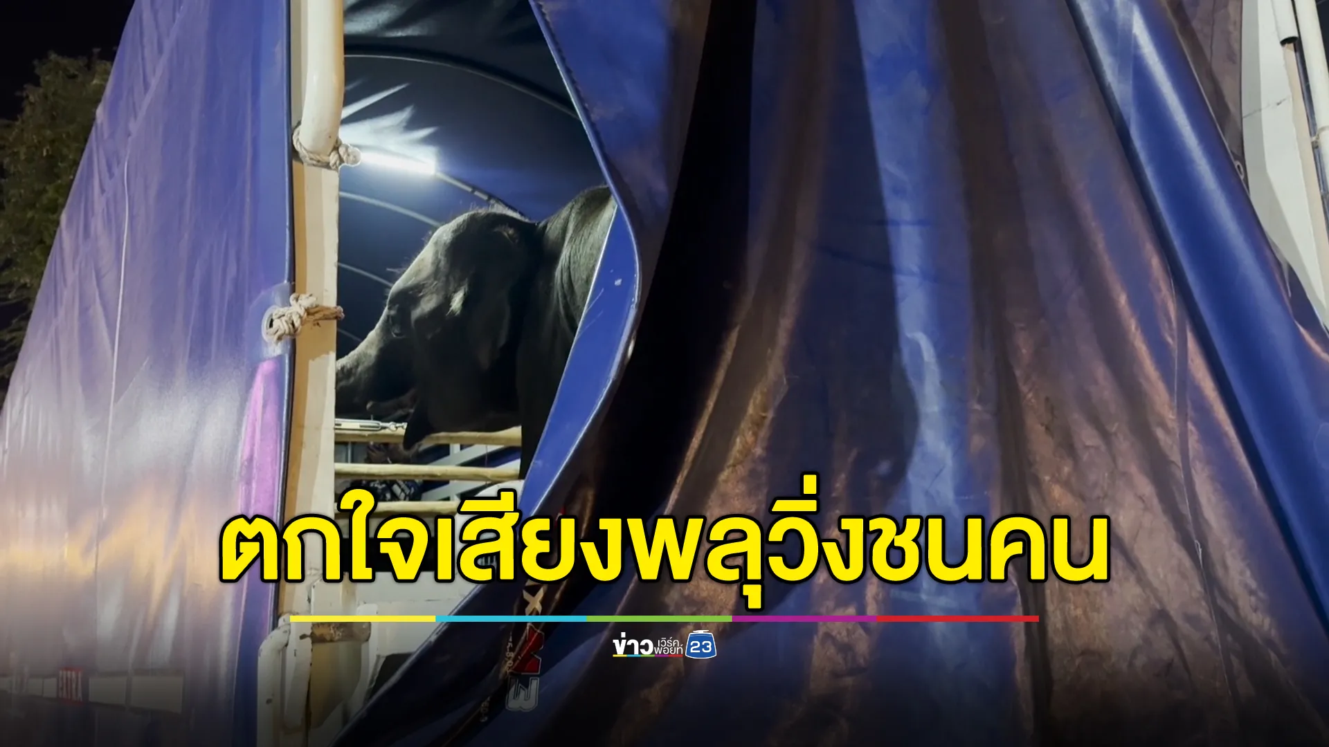 ระทึก! ช้างตกใจเสียงพลุงานกาชาดสิ่งเตลิดชนคน เจ็บ 5 ราย 