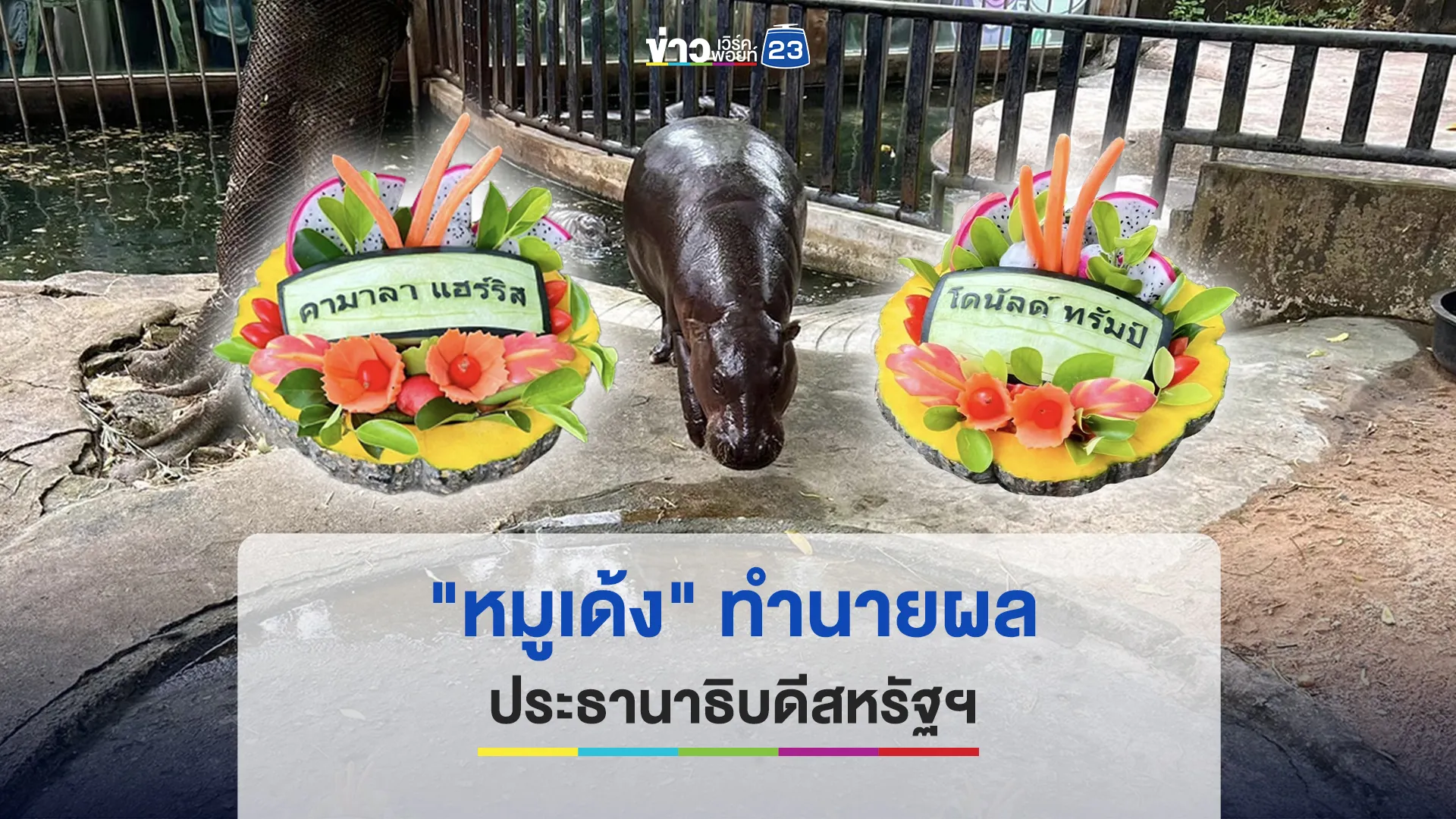 "หมูเด้ง" ทำนายผลประธานาธิบดีสหรัฐฯ ระหว่าง "ทรัมป์ – แฮร์ริส"