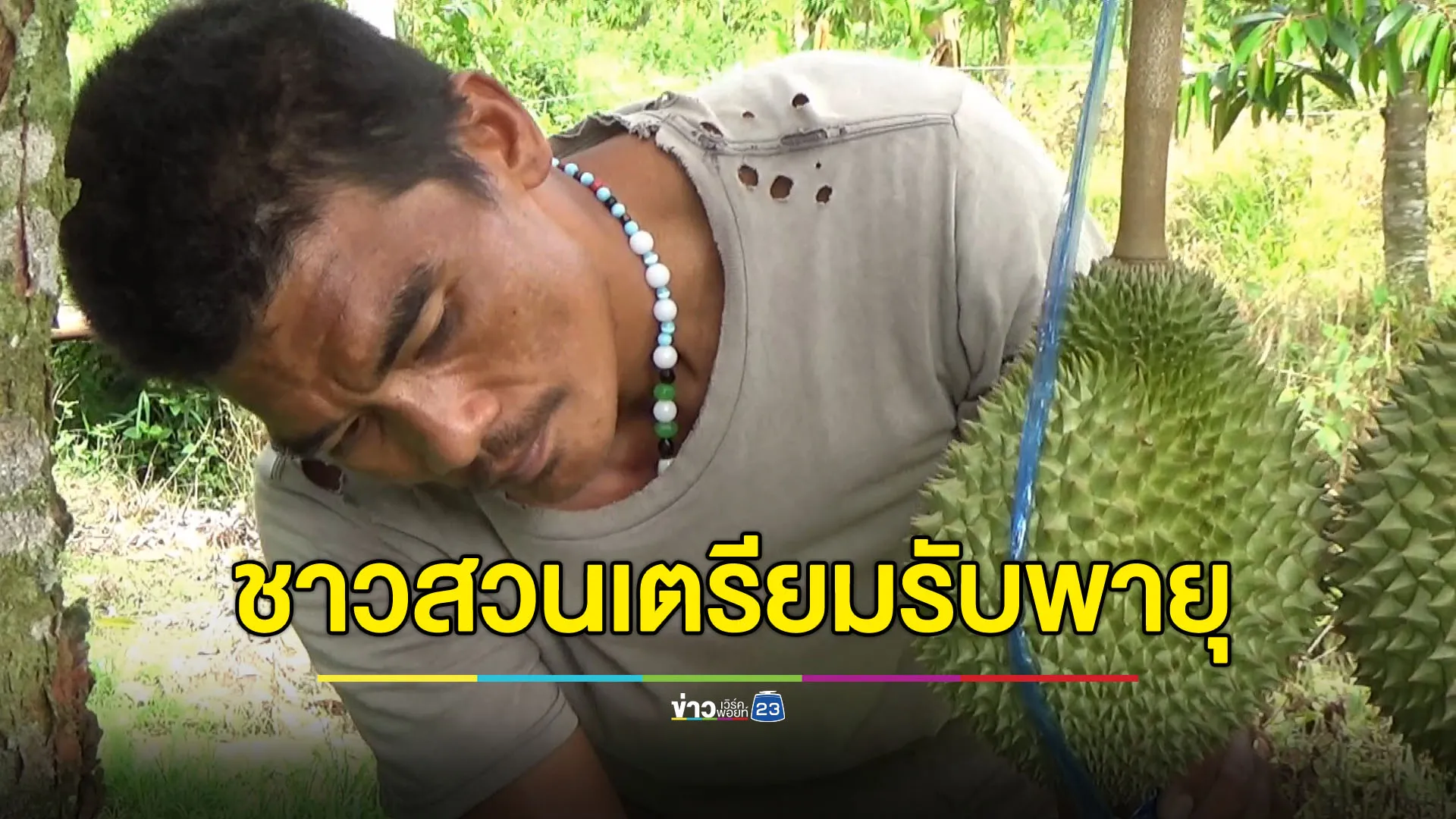 ชาวสวนเร่งมือโยงกิ่งทุเรียน เตรียมรับมือพายุ