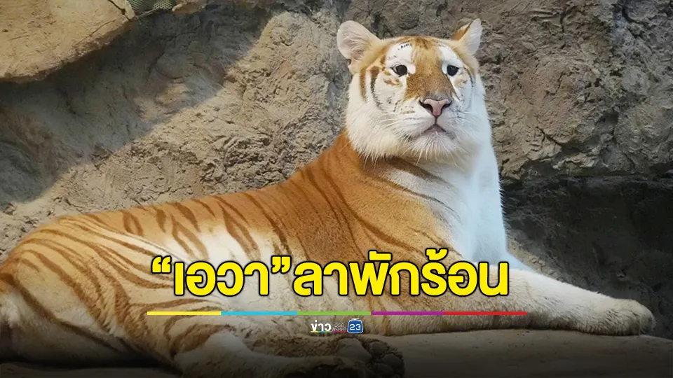 ประกาศ "น้องเอวา" ลาพักร้อน งดโชว์ตัวอยู่ในช่วงวัยเจริญพันธุ์ โตเป็นสาว 