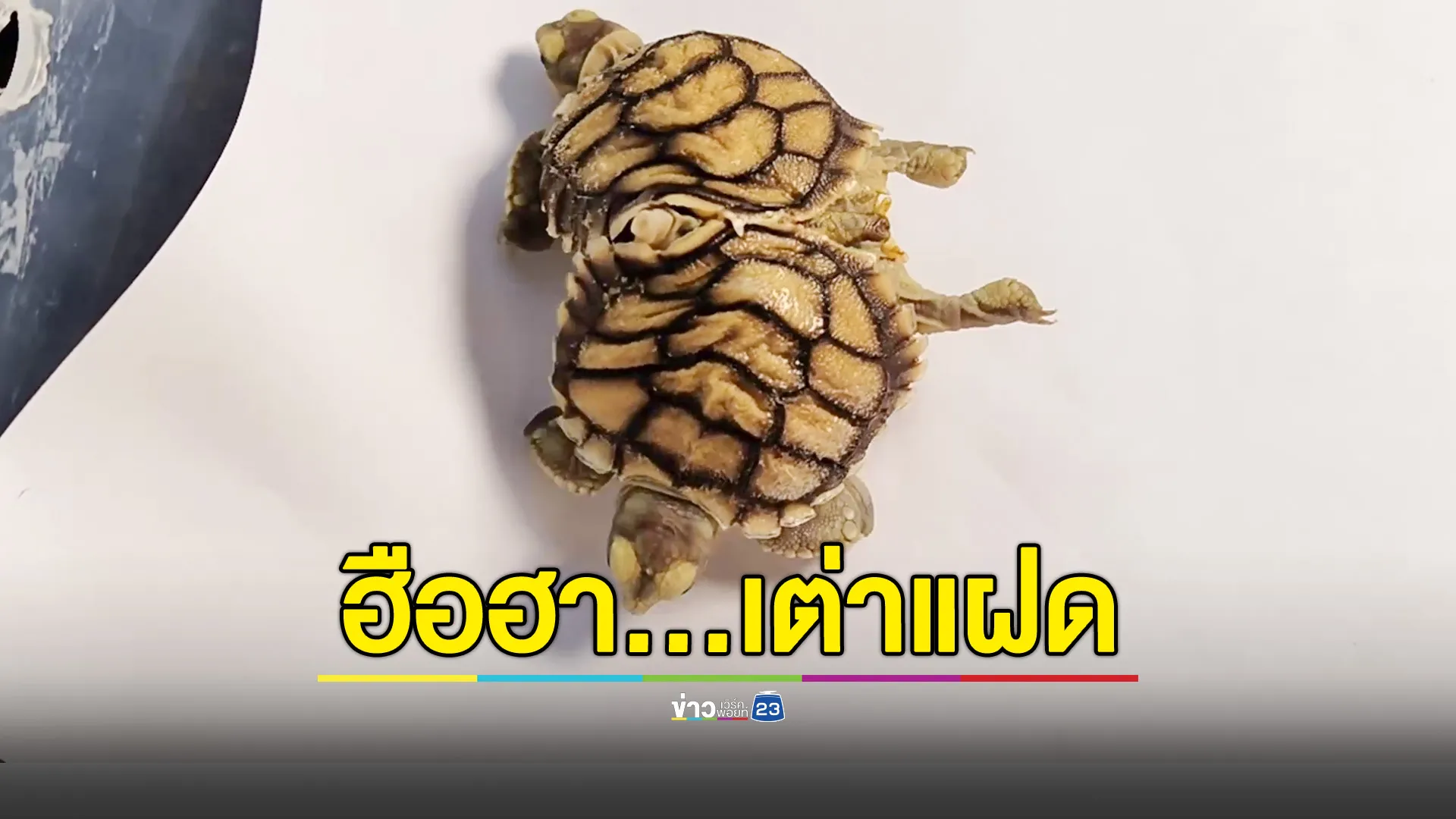 เต่าแฝด 6 ขา กระดองติดกัน เจ้าของฝันเห็นพระ 2 รูป บิณฑบาตหน้าบ้าน คอหวยไม่พลาดตีเลขเด็ด
