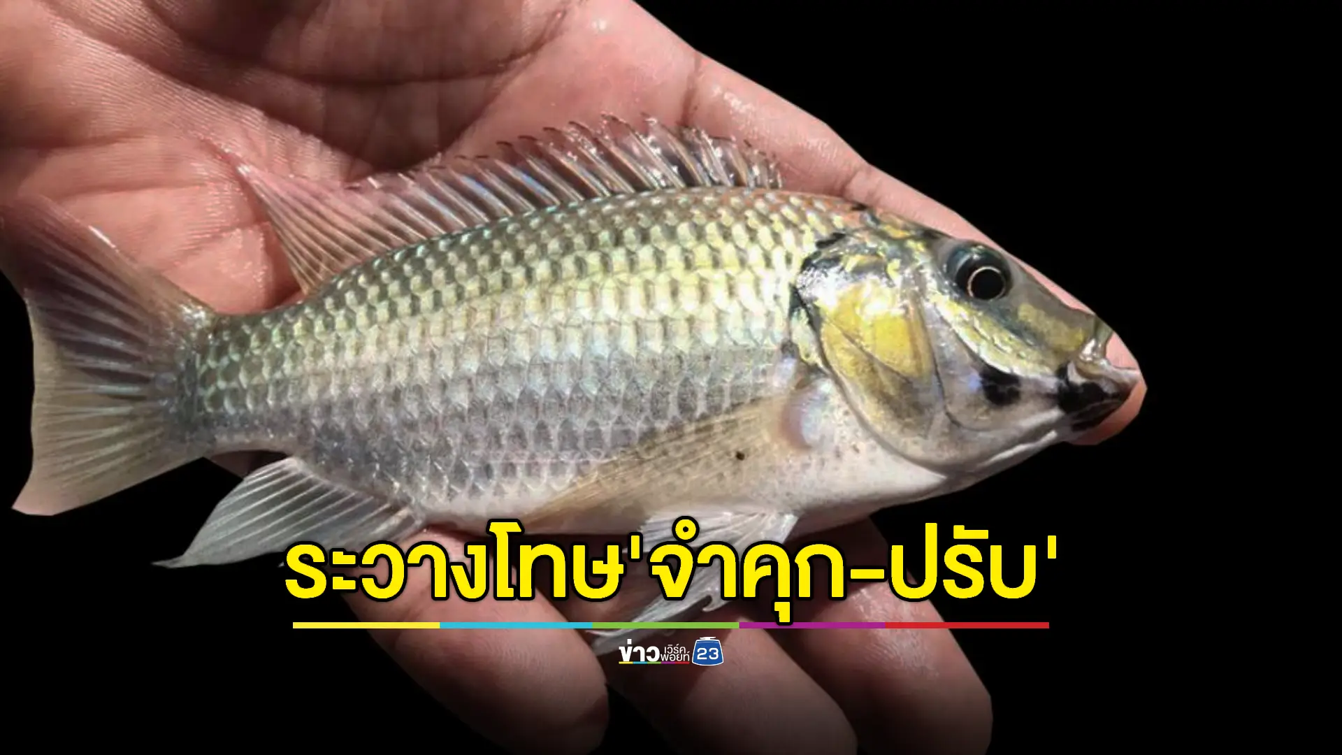 ห้ามเลี้ยง-ห้ามปล่อย "ปลาหมอคางดำ" ฝ่าฝืนปรับสูงสุด 2 ล้าน