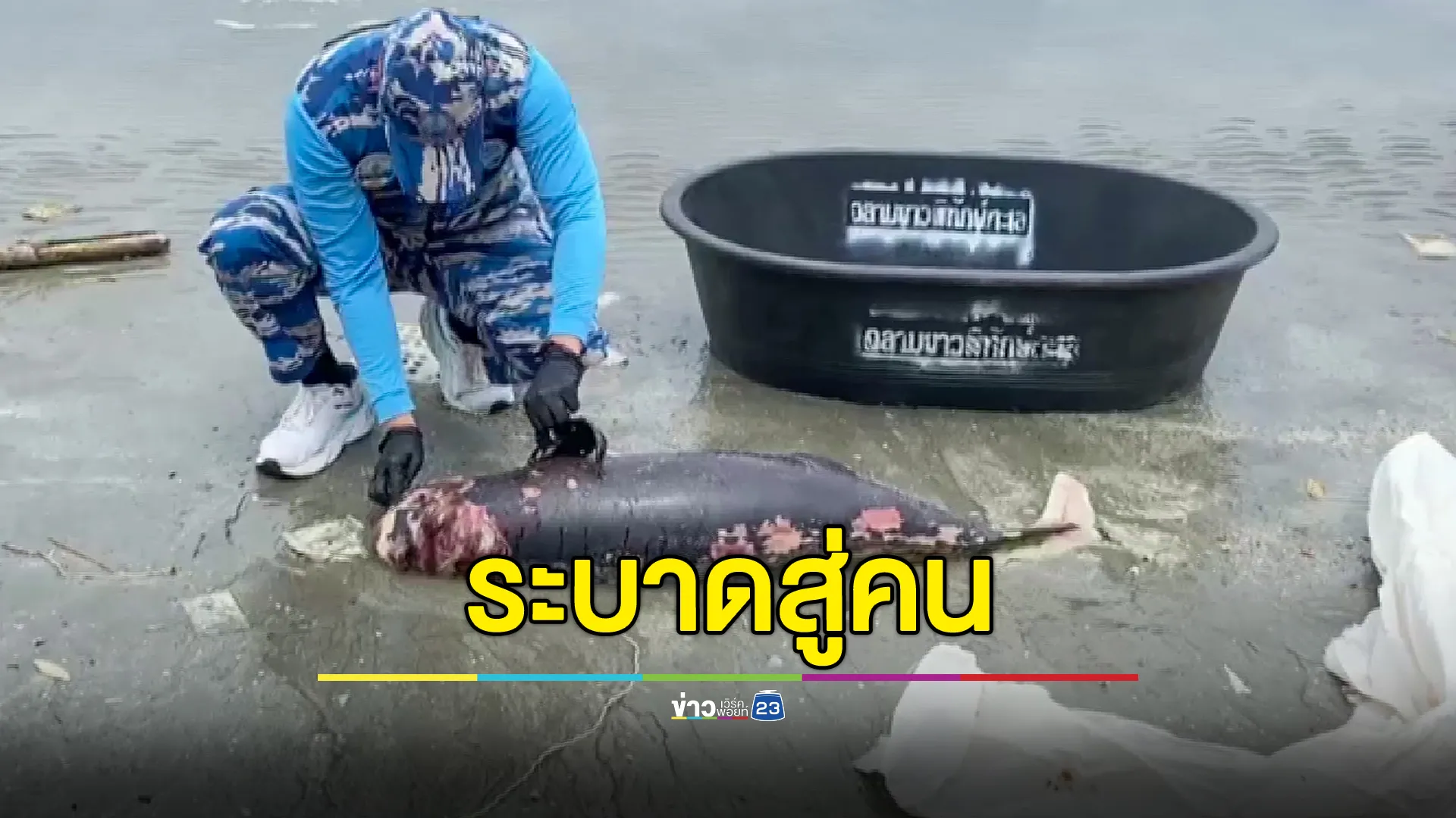 ซากโลมาลอยมาเกยหาดบางแสน ไม่พบบาดแผล คาดปลาป่วยโรคปอด เตือนอย่าเข้าใกล้ - ระบาดสู่คน