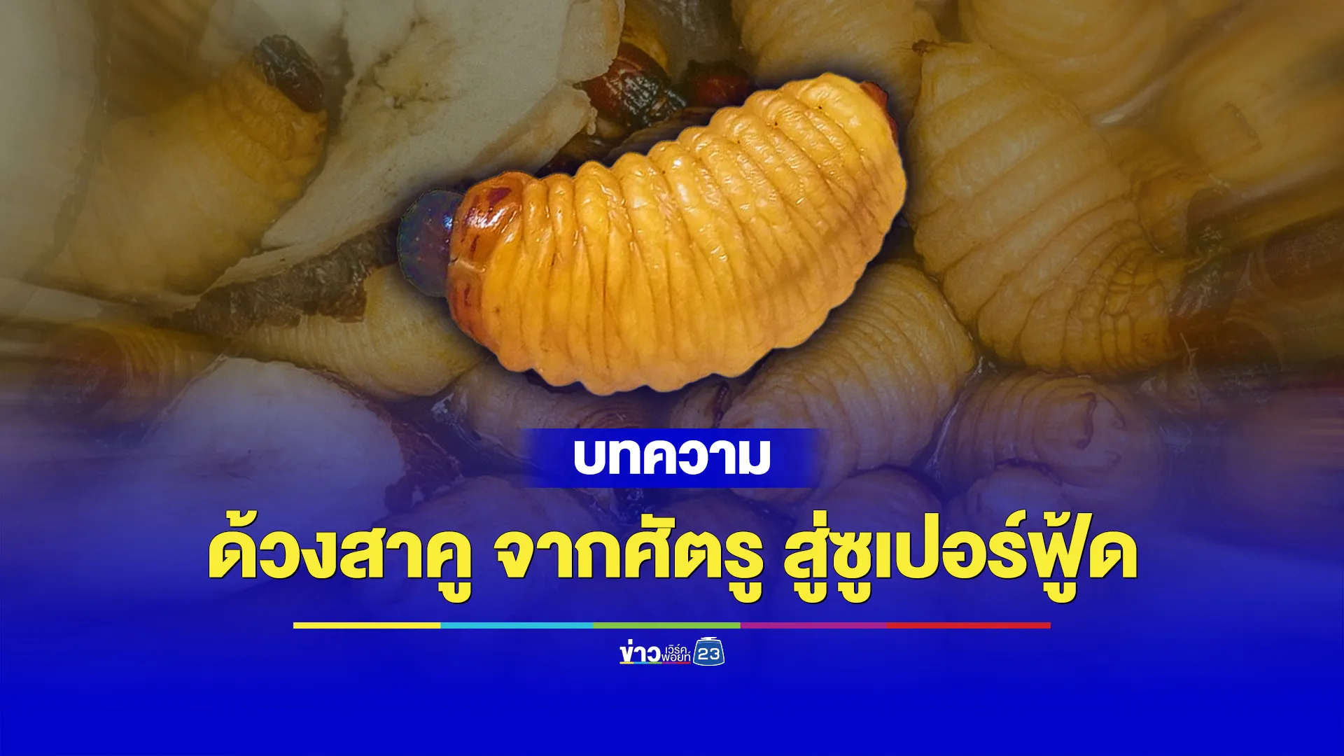 “ด้วงสาคู” จากศัตรูตัวร้ายสู่ Super Food!