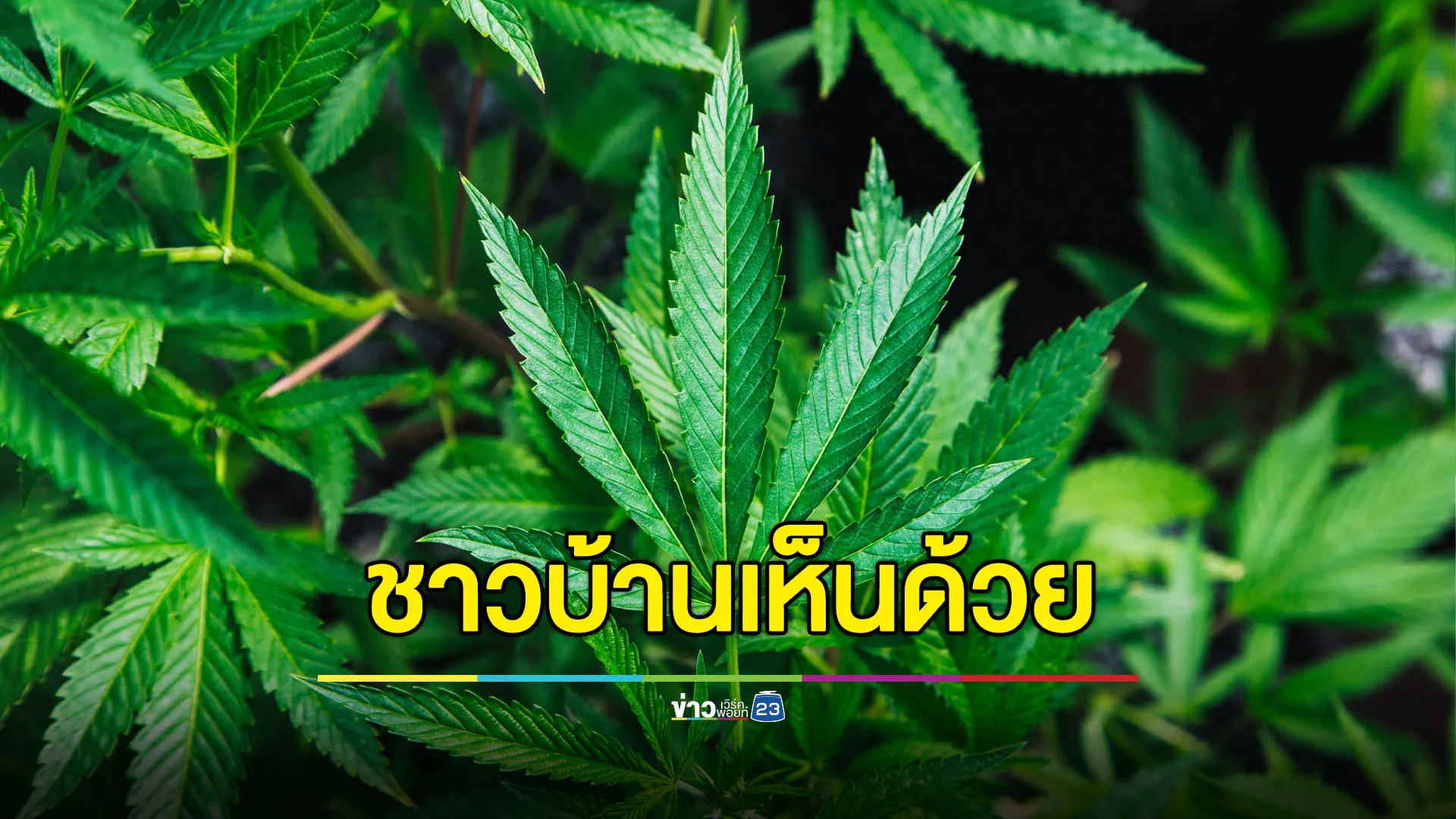 ชาวบ้านเฮ รัฐบาลถึงกัญชากลับเป็นยาเสพติด ถามเพิ่มกระท่อมได้ไหม