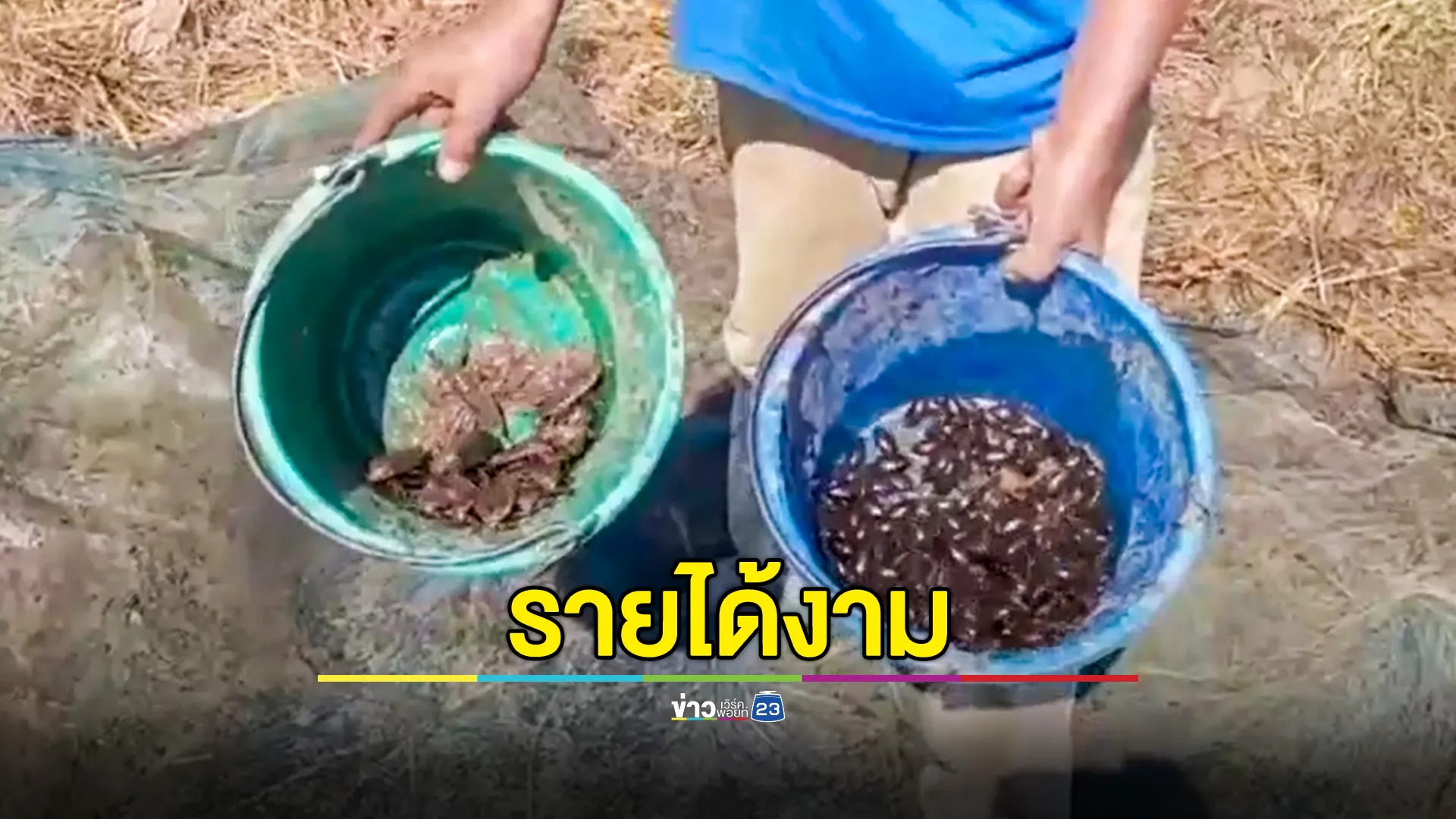 ชาวบ้านชัยภูมิ แห่ออกหา "แมงตับเต่า-แมงดา" มาเปิดเมนูเด็ด ขายรายได้งาม