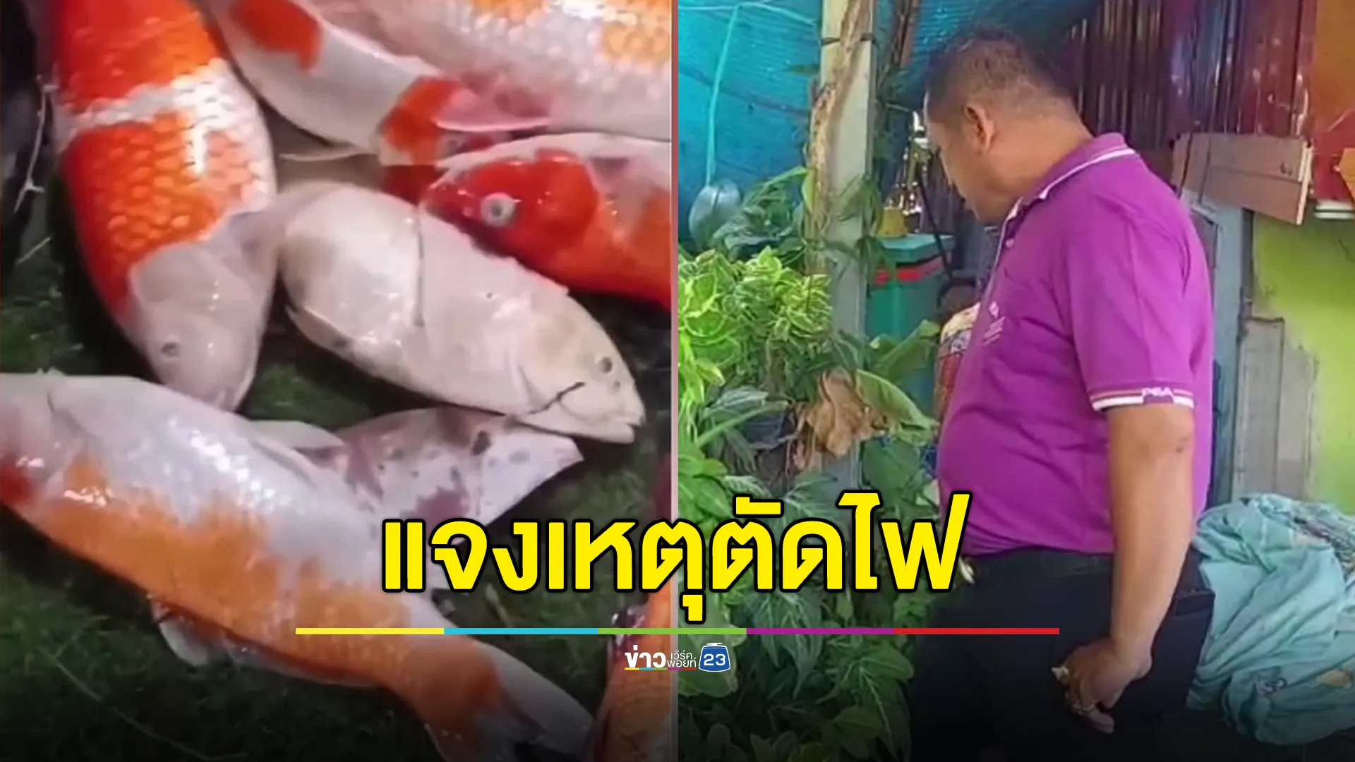 กฟภ.แจงเหตุตัดไฟ ทำปลาคาร์ปตาย 22 ตัว ด้านเจ้าตัวไม่ติดใจ พร้อมขอโทษเจ้าหน้าที่