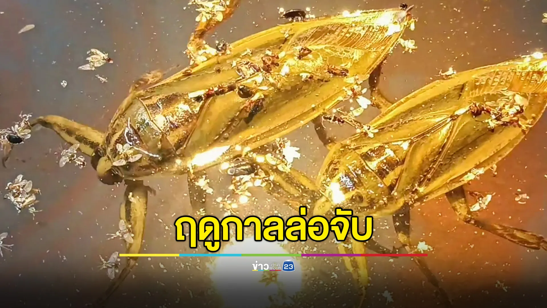 ฤดูกาลล่อจับแมงดา สร้างรายได้เสริมหลักหมื่น