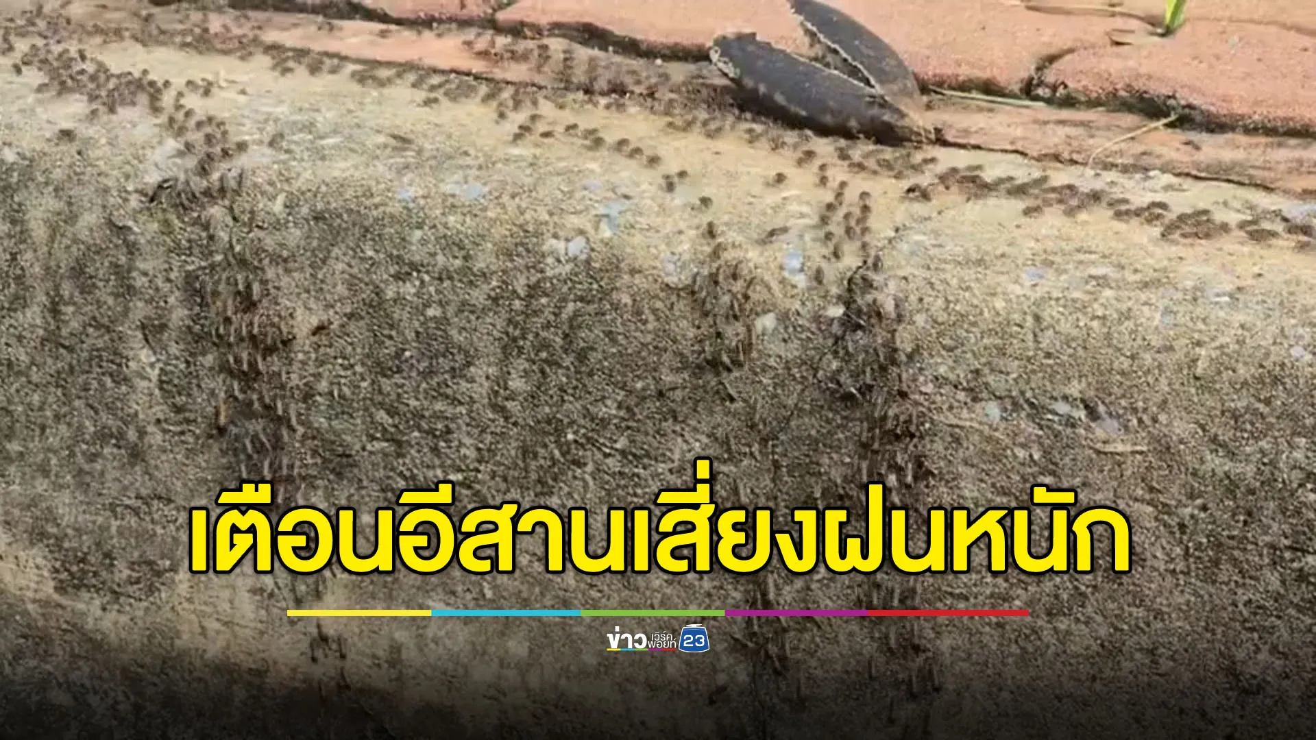 อุตุฯ เตือนภาคอีสานเสี่ยงเจอฝนตกหนัก กองทัพปลวกอพยพหนีน้ำ
