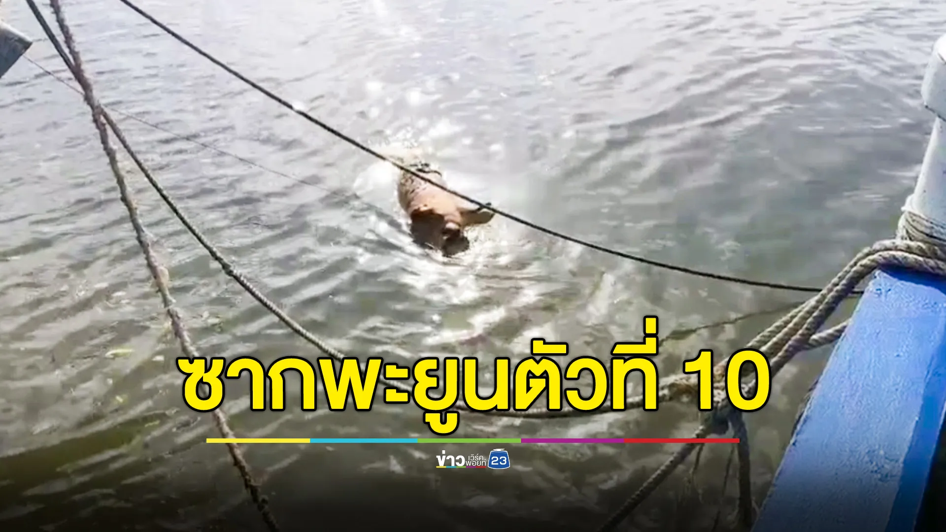 พบซากพะยูนเพศผู้ ลอยตายในคลองจิหลาด กระบี่ ตัวที่ 10 ของปี 