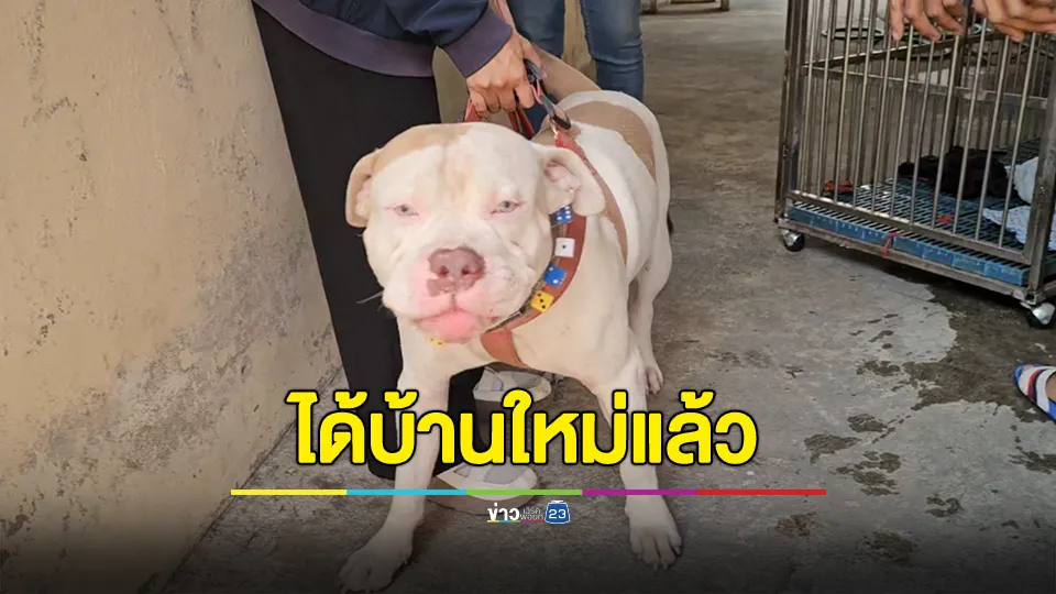 "จอร์ด" ได้บ้านใหม่แล้ว สองสามีภรรยาเดินทางมาจากอยุธยาขอรับเลี้ยง