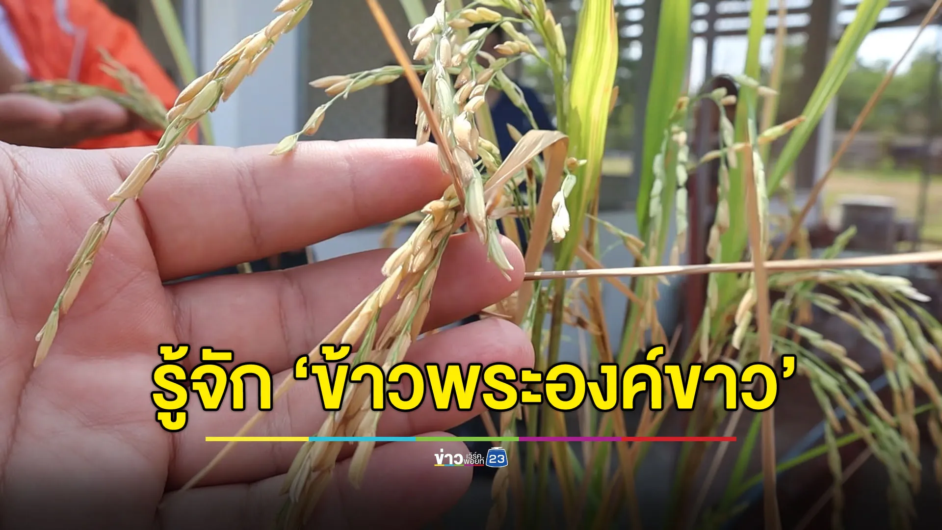 ม.นเรศวรเปิดตัว ‘ข้าวพระองค์ขาว’ ผลผลิตไร่ละตัน