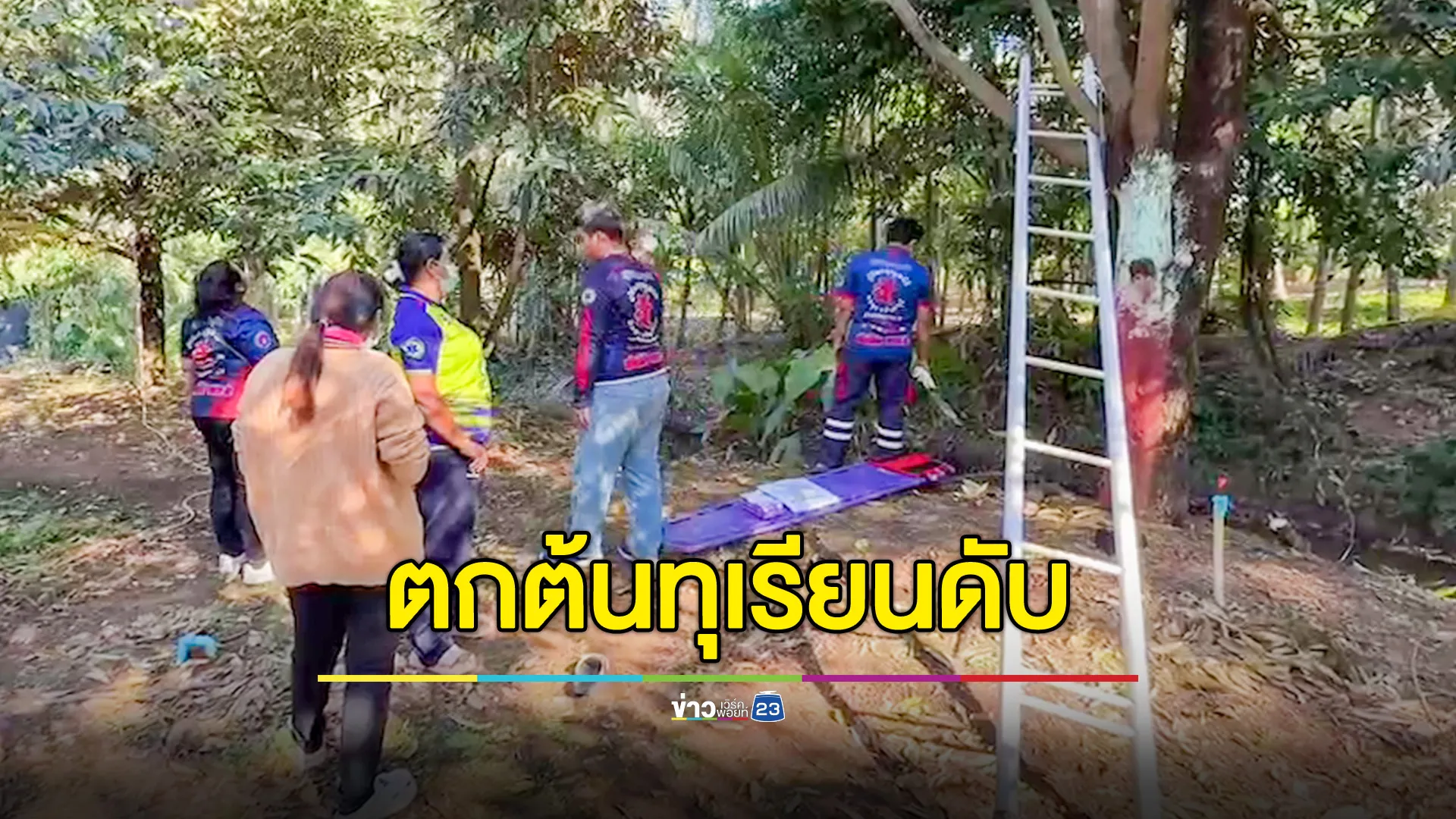 คุณตาวัย 77 ปีนขึ้นแต่งกิ่งทุเรียน ร่างร่วงจมร่องน้ำดับ 